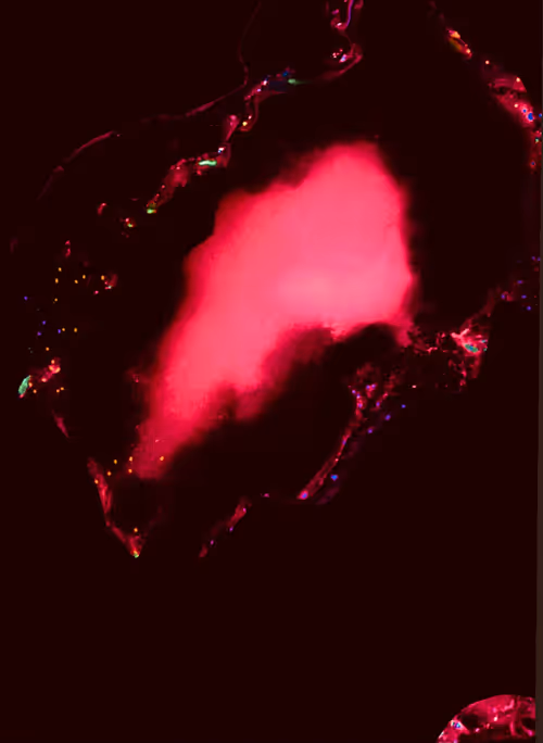 Item #42325752547649294312971445700834222179255883621461453096307519784242970099713 Media