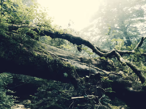 Item #89534767864189409759149289902854589290049620081388953356562923101716087832577 Media