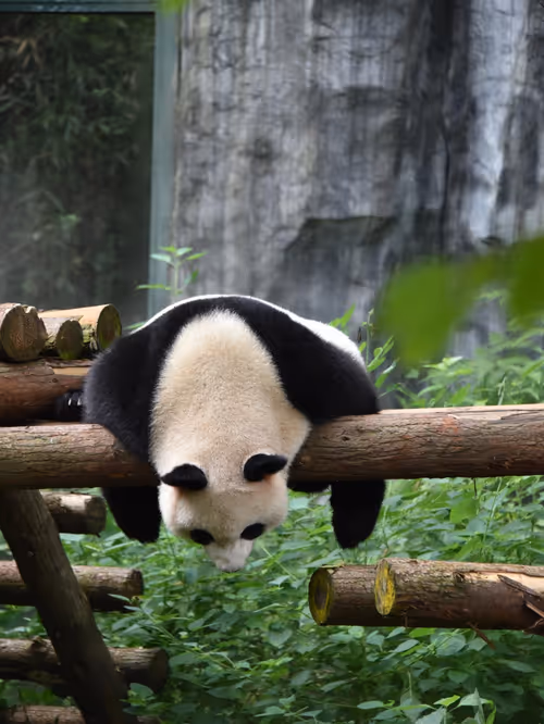 Item #114897420147735578996875144627115122561638223557948297077066948205825738407937 Media