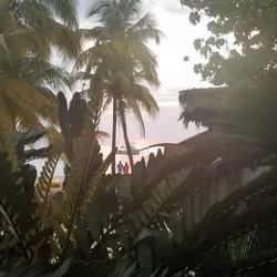 Jamaican Palms