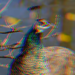 Distorted Peacock