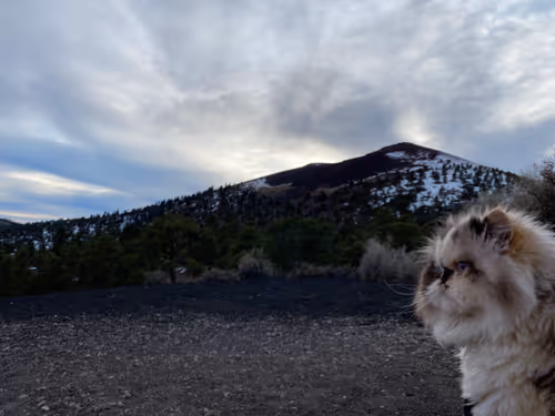 Item #88063557034118437660925886446302507819426649905583175627315428968504978571265 Media