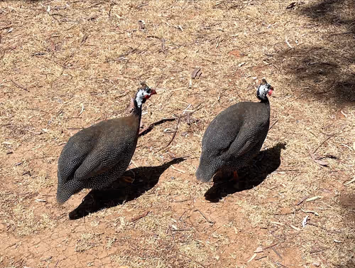 Item #19706736647229879656822454132754720829342414100240411727761358912344582782977 Media