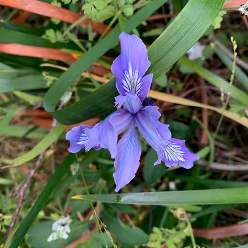 Item #81393590591900820048764161252744971355919767669927954307435201794791840940033 Media