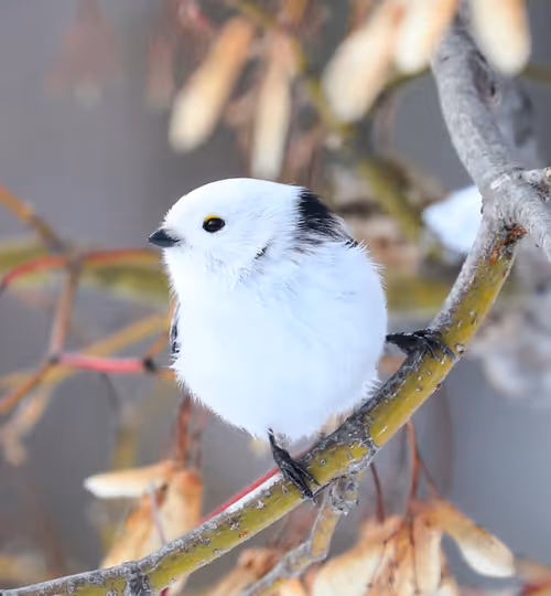 Item #2537799299287319857890120993112601769664940808601200001525120649511466696705 Media