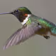 Hummingbird #023