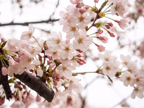 Item #71165997854143450093372358757960361854753460918996014251035868591576840142849 Media