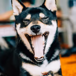 RealSHIB
