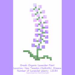 Greek Organic Lavender Plant (1/12184)