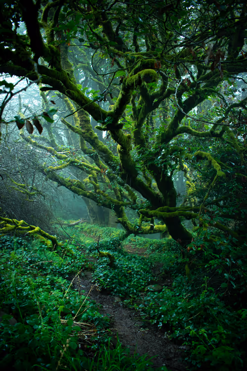 Item #5699665208779024996683959059412281030737296193224804872429037346146308063233 Media