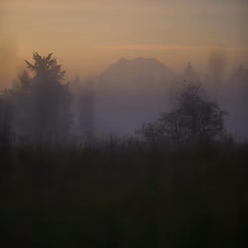 Through the Meadow