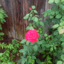 mother's Rose 