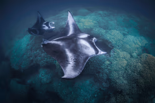 Kori Burkhardt Editions