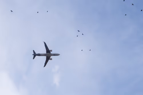 Item #99900617224639477299163599069671603724831420251868583715018934666283626528769 Media