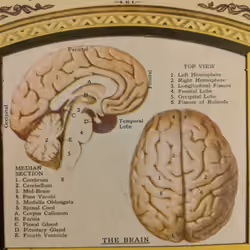Twin Brain