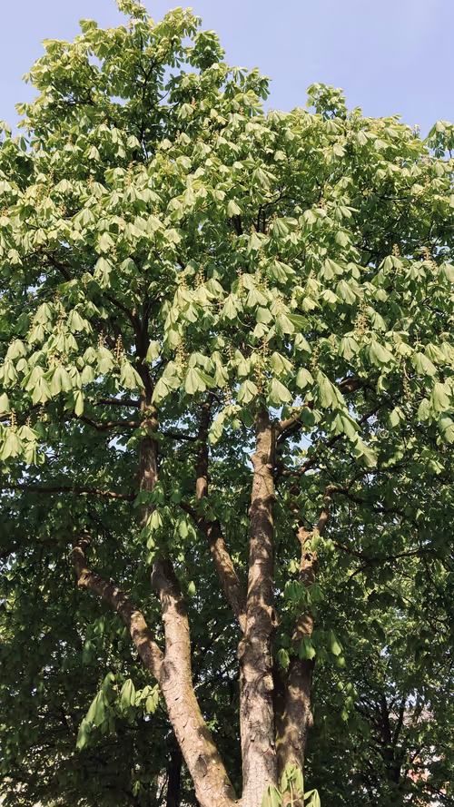 Item #44198016754664864532824876711496212852933772128405140687703244356288002392065 Media