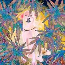 Chronic condition-死亡的起點有沒有天堂(#17 of 19)