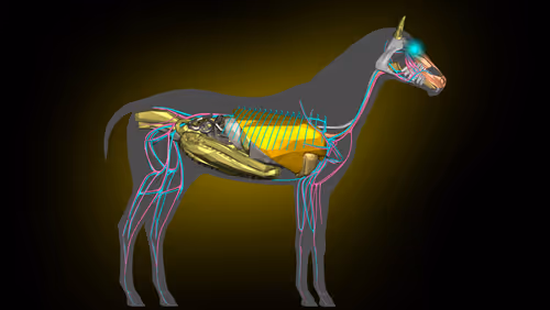 Item #85616260800140778956581373911837214761326127764924071871020287169435256487937 Media