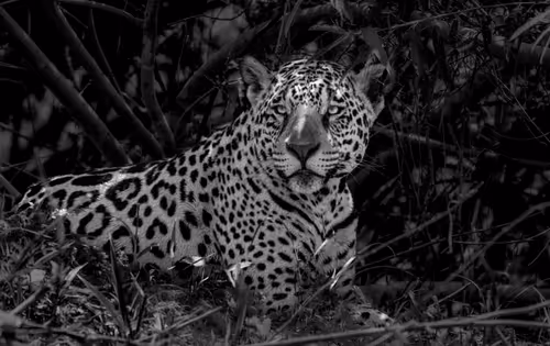 Item #31401402295215780753159641703860449104382725036769085923424145368677410144257 Media