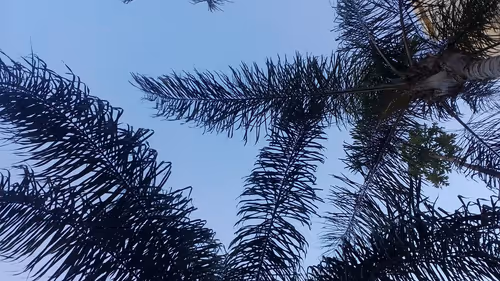 Item #25206245284134753676130577647515477481428319089744618938676699788337785864193 Media