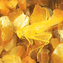 Golden grasshopper