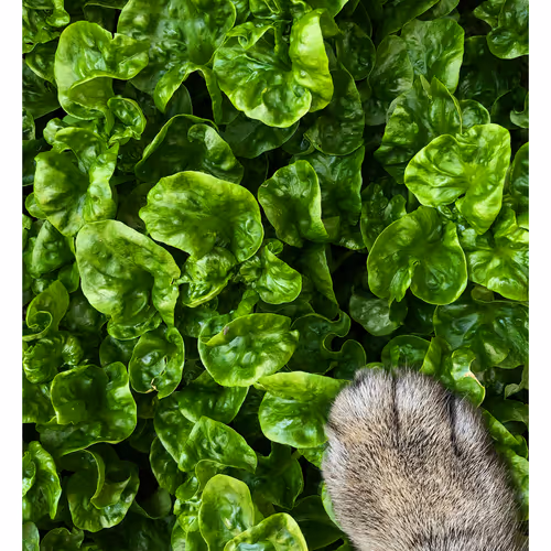 Ithinkyoushouldpaws