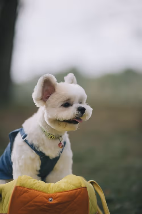 Item #21607923784025543658024067331009769919395041958272689574271021086976528875521 Media