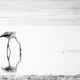 110723820716539984146258339559246645174065377375861674701181586492422057099265