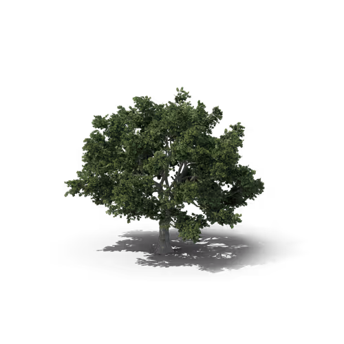 Item #36557224033069565400419298715916611442711242076290286007895566401977635045377 Media