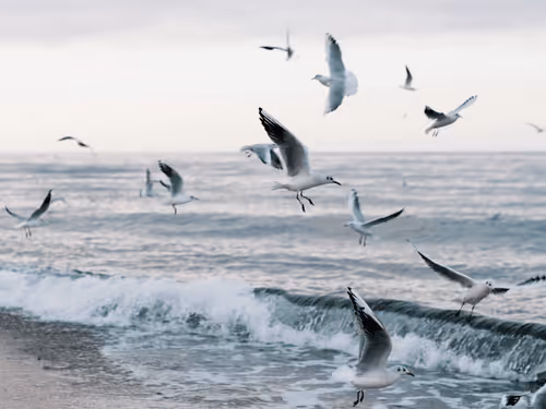 Item #48679334386113124300228803264312006813503011651693068006927871345115550187521 Media