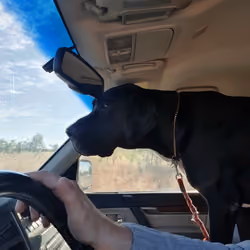 Driving Dog
