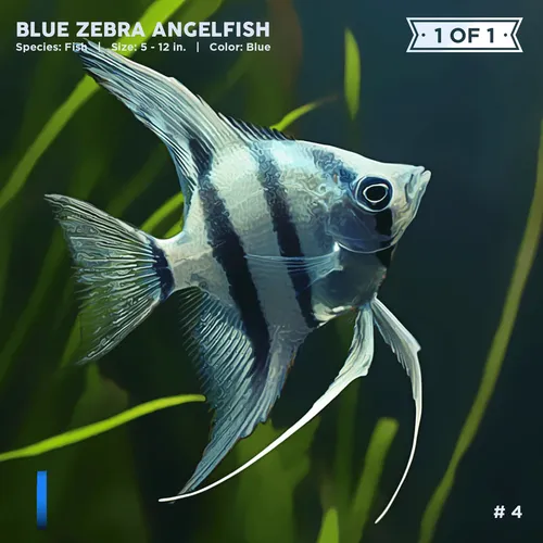 Item #72122608948950586905896945235695353296847960895015423047944334406112879050753 Media