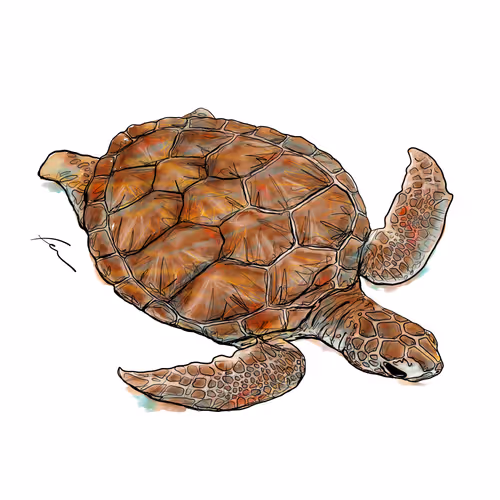 fercaggianoart Collection - old