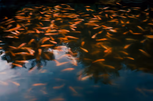 Item #19933179109955283826433224080904721000141254705246350990060094031825823858689 Media