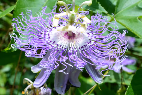 Item #97703427282030741984022634986911983897204836568735072395572896061217862320129 Media