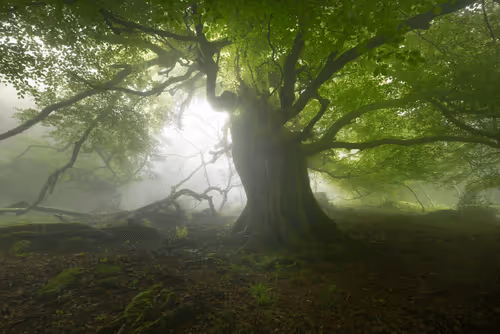 Hidden Treasures by Enrico Fossati
