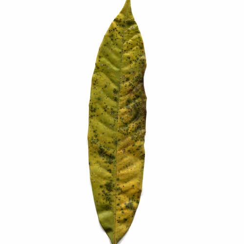 Leaf Collage Photograph Collection