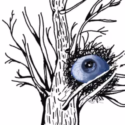 Bird nest