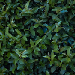 Plant Life