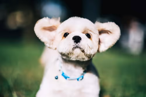 Item #21607923784025543658024067331009769919395041958272689574271021113364807942145 Media