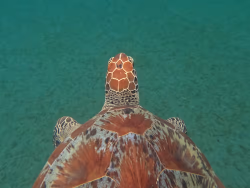 Item #57636846716625674083637003599082399011400728335992986804098864716485459181569 Media