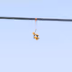 On the Wire Special Edition Collection