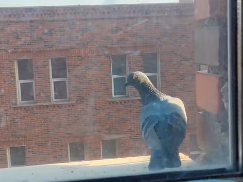 Item #33884978773652834998492452678806383072382496266847956265453593677687129374721 Media