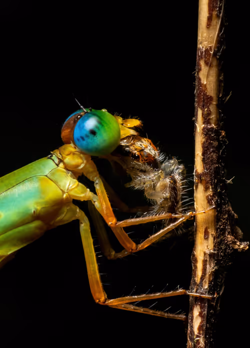 Item #13181082578165223346608165884309130556268622347222315599314809689028796874753 Media