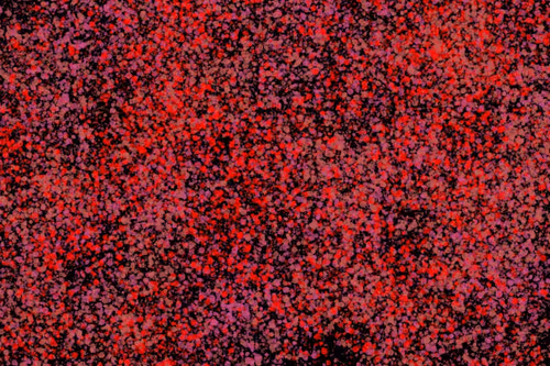 Item #944858660688572096584618472555991747686703840338442188877309788576989315073 Media