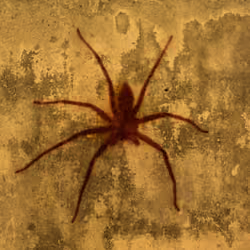Frank the 7 legged Spider #12 Worn Brown