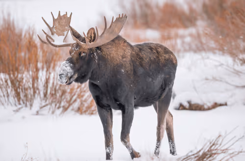 Item #75327773977478481342617408825992038679247000512655161408739199601291328225281 Media