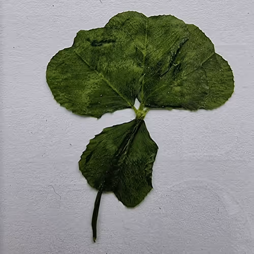 swinipunks Collection - old