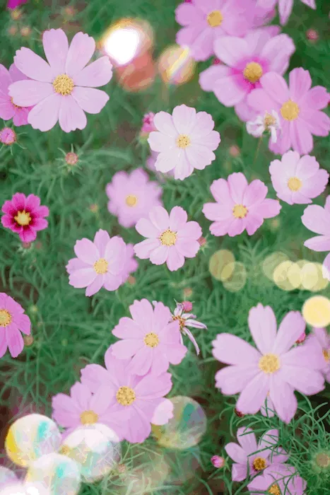 Item #10286067785987397475695861072081322574050251842707954506251798367065151111169 Media