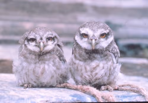 Item #65629298391447474271349290825881849632540670072734204406438730678274910846977 Media